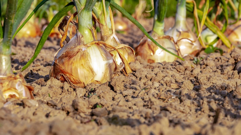 Golden Bulbs: The Blooming Story of Onion Production in Zimbabwe.